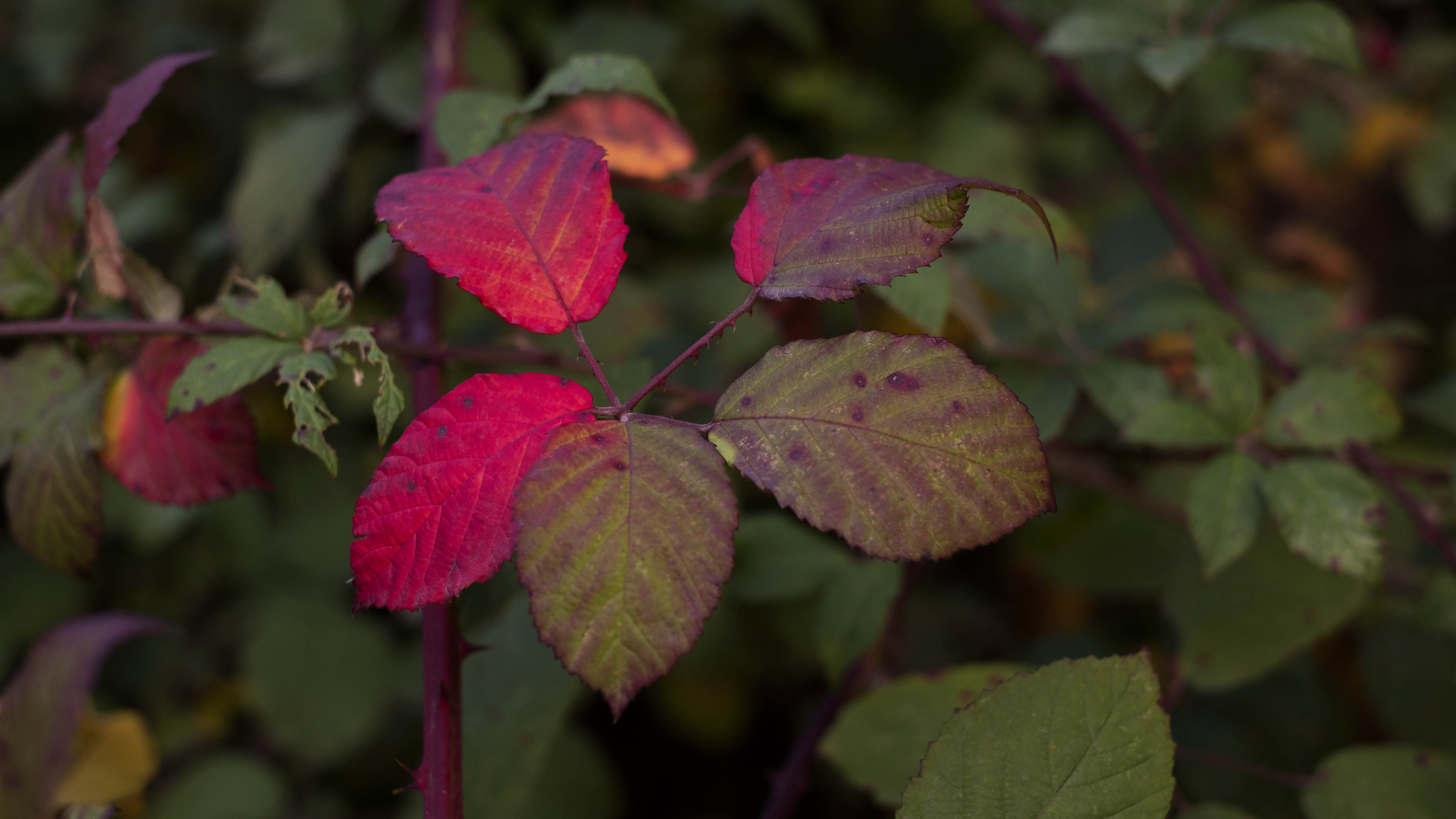 The comfort of autumn