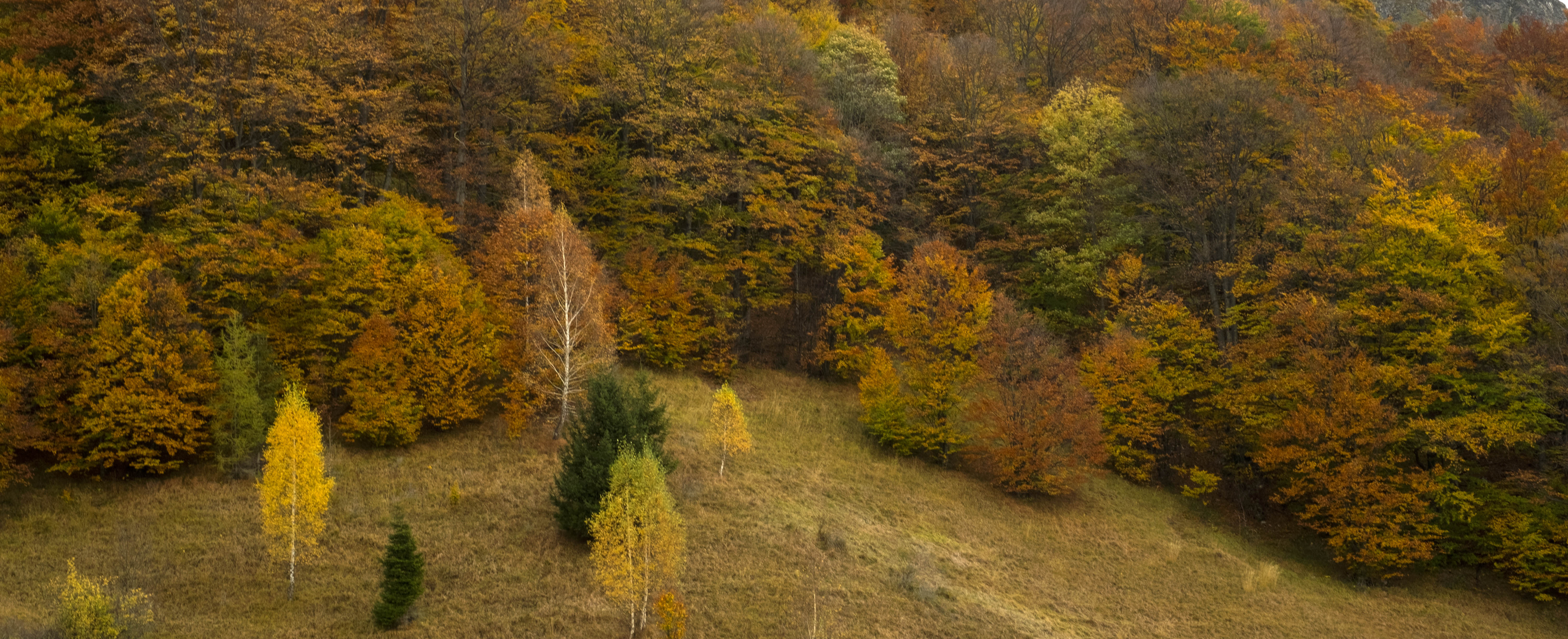 Scărița reservation – Belioara