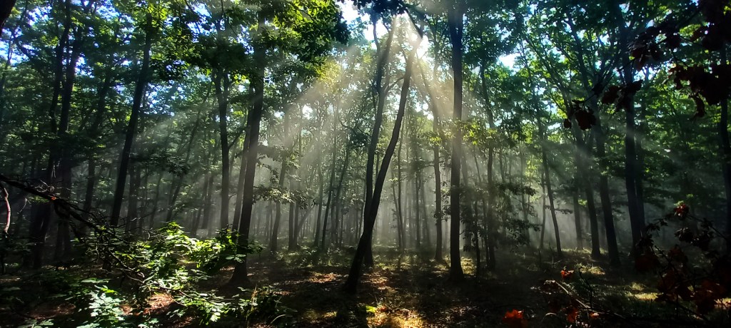 It’s all about the&nbsp;light