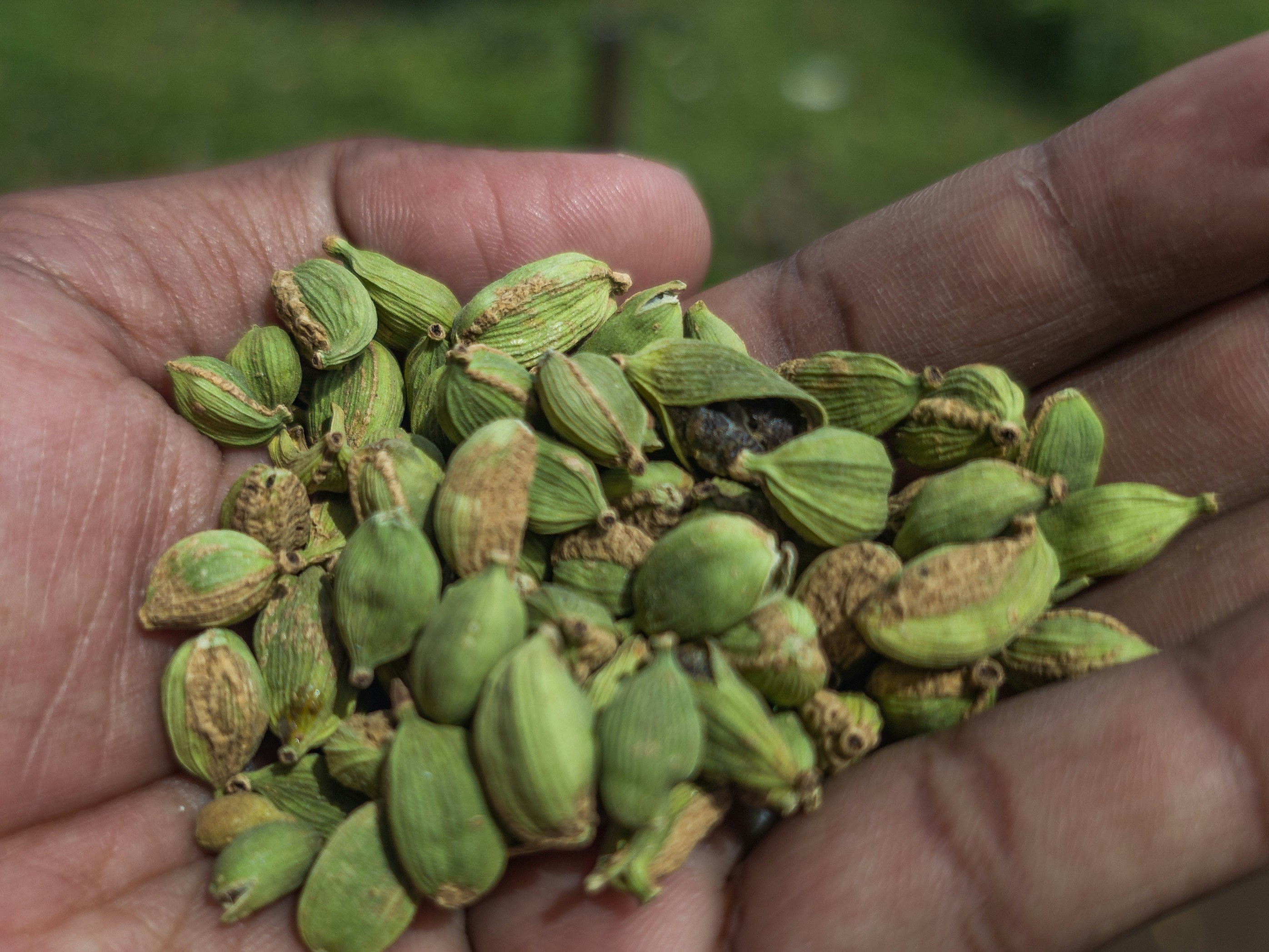 Mom…get me some cardamom!